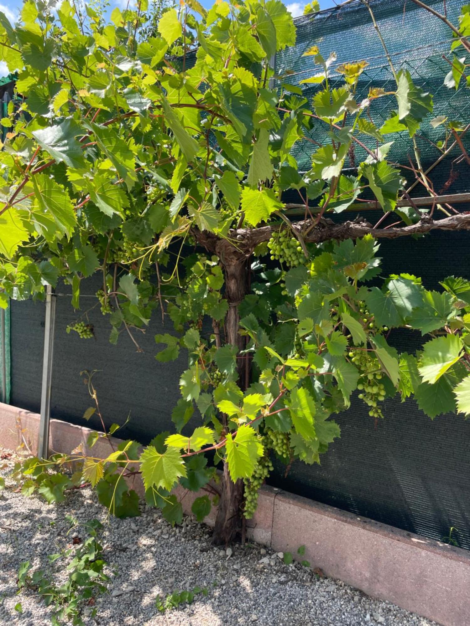 Vila A Casa Di Amici Vidor Exteriér fotografie